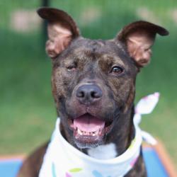 Shelter Stray Female Dog last seen Near BLOCK MCILVAINE, 4710 TX-151, San Antonio, TX 78227, USA