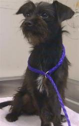 Shelter Stray Female Dog last seen TULLY CT/KAKHA CIR, 95828, 3839 Bradshaw Rd, Sacramento, CA 95827, USA