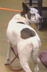 Shelter Stray Male Dog last seen PRIMASING AVE/WASHINGTON AVE, 95615, 3839 Bradshaw Rd, Sacramento, CA 95827, USA