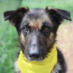 Shelter Stray Male Dog last seen Near BLOCK CAMERONS WAY, 4710 TX-151, San Antonio, TX 78227, USA
