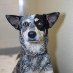 Shelter Stray Female Dog last seen Near BLOCK RODRICK DR, 4710 TX-151, San Antonio, TX 78227, USA