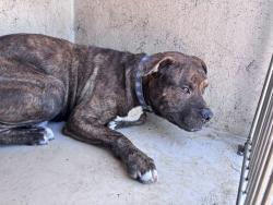 Shelter Stray Male Dog last seen Near BLOCK S QUAPAH AVE, 2811 SE 29th St, Oklahoma City, OK 73129, USA