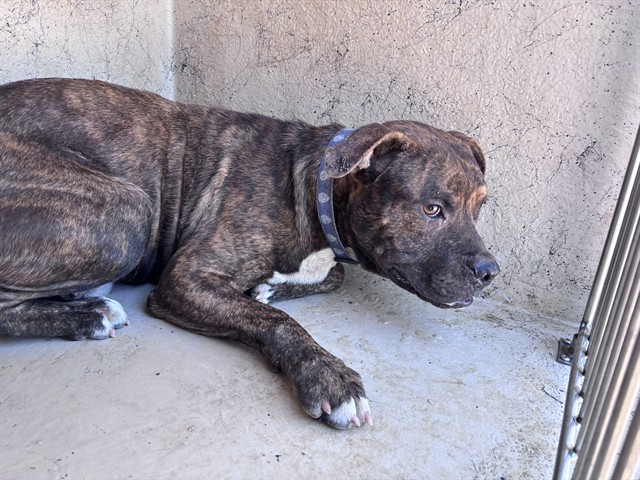 Shelter Stray Male Dog last seen Near BLOCK S QUAPAH AVE, 2811 SE 29th St, Oklahoma City, OK 73129, USA