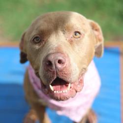 Shelter Stray Female Dog last seen DRESDEN, 4710 TX-151, San Antonio, TX 78227, USA