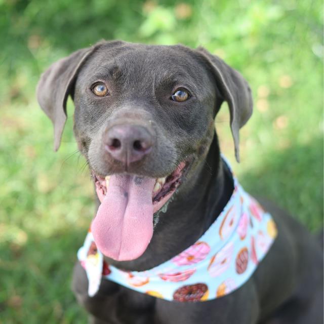 Shelter Stray Male Dog last seen Near BLOCK OBSERVATION D, 4710 TX-151, San Antonio, TX 78227, USA