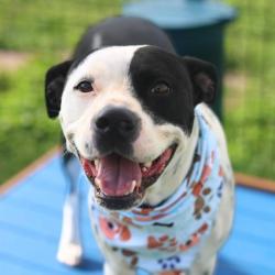 Shelter Stray Female Dog last seen Near BLOCK OBSERVATION D, 4710 TX-151, San Antonio, TX 78227, USA