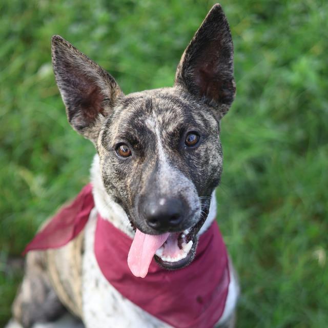 Shelter Stray Male Dog last seen Near BLOCK MAGNOLIA BLUFF, 4710 TX-151, San Antonio, TX 78227, USA