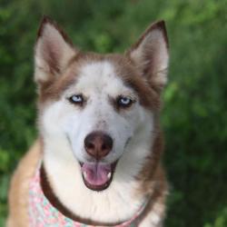 Shelter Stray Female Dog last seen Near BLOCK RAY BON, 4710 TX-151, San Antonio, TX 78227, USA