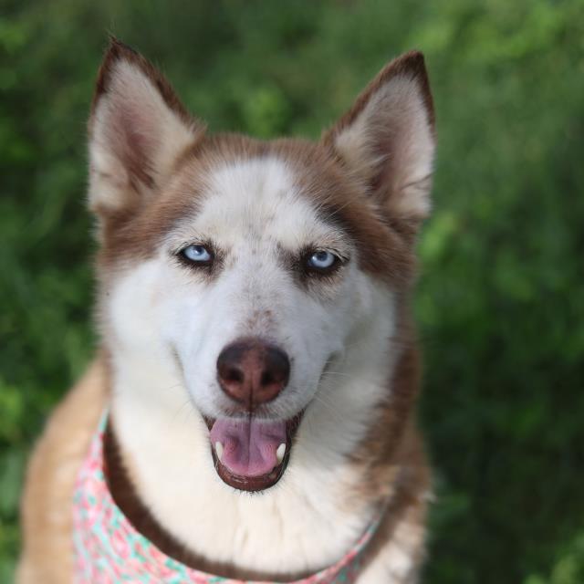 Shelter Stray Female Dog last seen Near BLOCK RAY BON, 4710 TX-151, San Antonio, TX 78227, USA