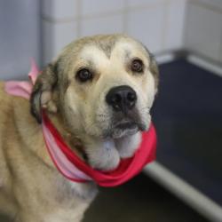 Shelter Stray Male Dog last seen Near BLOCK OF SHERRY, 4710 TX-151, San Antonio, TX 78227, USA