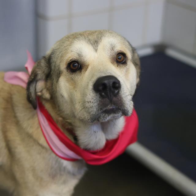 Shelter Stray Male Dog last seen Near BLOCK OF SHERRY, 4710 TX-151, San Antonio, TX 78227, USA