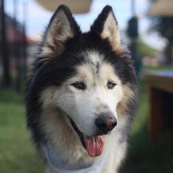 Shelter Stray Male Dog last seen Near BLOCK S LAREDO ST, 4710 TX-151, San Antonio, TX 78227, USA