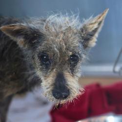 Shelter Stray Female Dog last seen Near BLOCK PERRIN CENTRAL, 4710 TX-151, San Antonio, TX 78227, USA