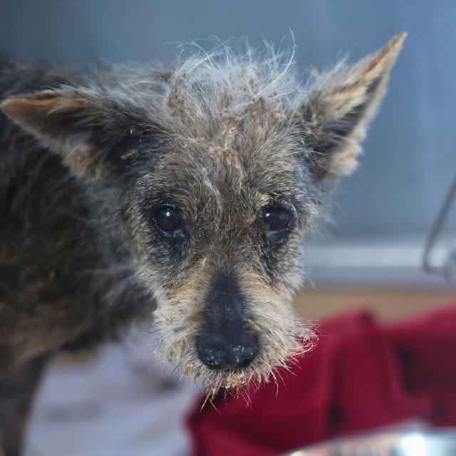 Shelter Stray Female Dog last seen Near BLOCK PERRIN CENTRAL, 4710 TX-151, San Antonio, TX 78227, USA