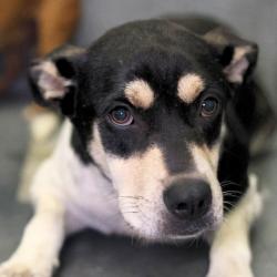 Shelter Stray Female Dog last seen Near BLOCK W PYRON, 4710 TX-151, San Antonio, TX 78227, USA