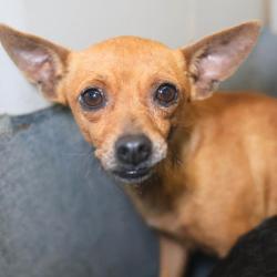 Shelter Stray Female Dog last seen Near BLOCK W PYRON, 4710 TX-151, San Antonio, TX 78227, USA