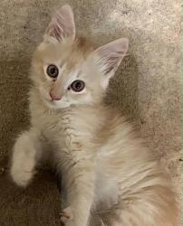 Shelter Stray Male Cat last seen STOCKTON BLVD & BROADWAY, 2127 Front St, Sacramento, CA 95818, USA