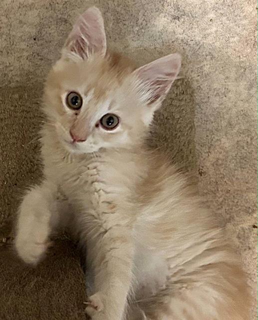 Shelter Stray Male Cat last seen STOCKTON BLVD & BROADWAY, 2127 Front St, Sacramento, CA 95818, USA
