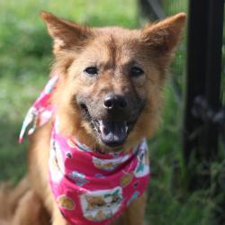 Shelter Stray Female Dog last seen Near BLOCK BOLMORE, 4710 TX-151, San Antonio, TX 78227, USA