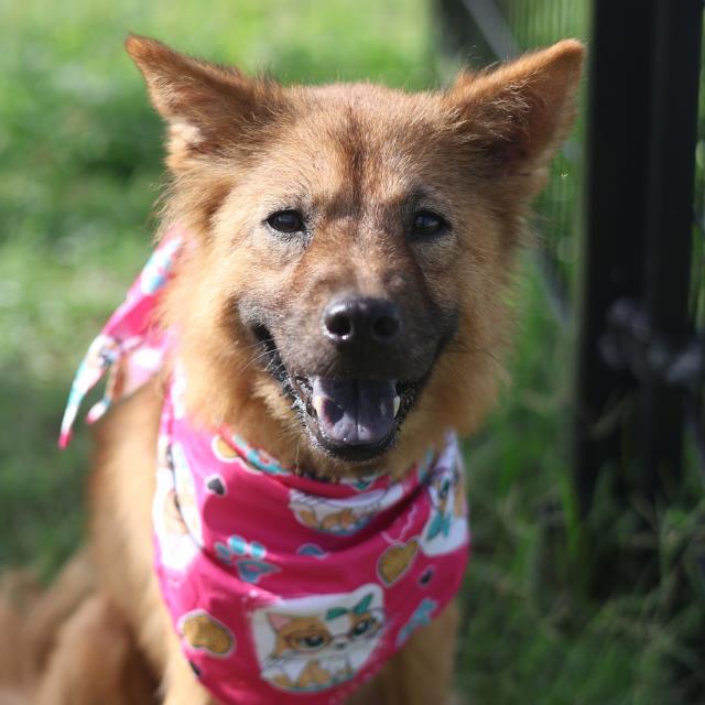 Shelter Stray Female Dog last seen Near BLOCK BOLMORE, 4710 TX-151, San Antonio, TX 78227, USA