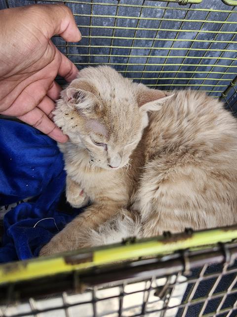 Shelter Stray Male Cat last seen FOX CREEK & ROCKY CREEK, 4710 TX-151, San Antonio, TX 78227, USA