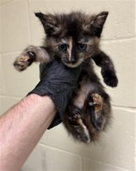 Shelter Stray Female Cat last seen ASTORIA ST & ROANOKE AVE, 2127 Front St, Sacramento, CA 95818, USA