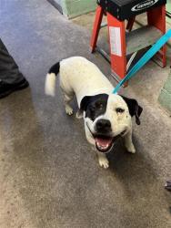 Shelter Stray Female Dog last seen GARDEN HWY & TRUXEL RD, 2127 Front St, Sacramento, CA 95818, USA