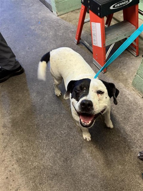 Shelter Stray Female Dog last seen GARDEN HWY & TRUXEL RD, 2127 Front St, Sacramento, CA 95818, USA