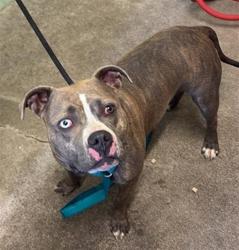 Shelter Stray Female Dog last seen GARDEN HWY & TRUXEL RD, 2127 Front St, Sacramento, CA 95818, USA