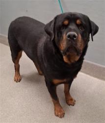 Shelter Stray Male Dog last seen Near BLOCK E BONANZA RD, LAS VEGAS NV 89101, 655 N Mojave Rd, Las Vegas, NV 89101, USA