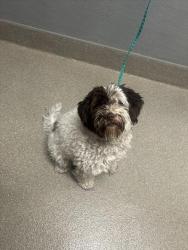 Shelter Stray Female Dog last seen Near BLOCK LAWRENCE ST, NORTH LAS VEGAS NV 89081, 655 N Mojave Rd, Las Vegas, NV 89101, USA