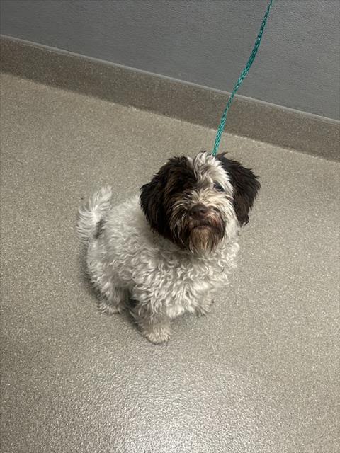 Shelter Stray Female Dog last seen Near BLOCK LAWRENCE ST, NORTH LAS VEGAS NV 89081, 655 N Mojave Rd, Las Vegas, NV 89101, USA