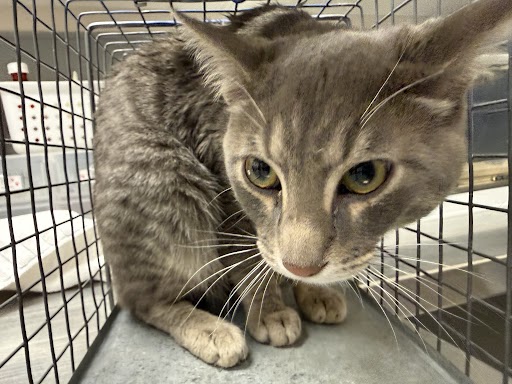 Shelter Stray Male Cat last seen HARRY RIED AIRPORT, 655 N Mojave Rd, Las Vegas, NV 89101, USA