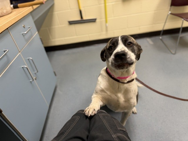 Shelter Stray Female Dog last seen Near BLOCK OSWEGO ST, AURORA, CO 80010, 1241 W Bayaud Ave, Denver, CO 80223, USA