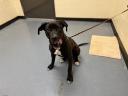 Shelter Stray Female Dog last seen Near BLOCK S MEADE ST, DENVER CO 80219, 1241 W Bayaud Ave, Denver, CO 80223, USA