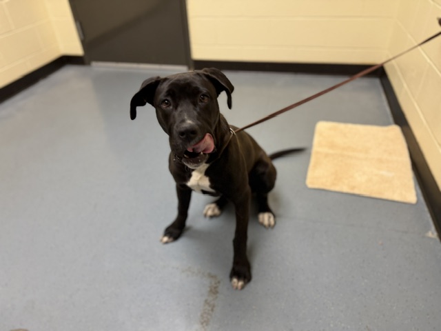 Shelter Stray Female Dog last seen Near BLOCK S MEADE ST, DENVER CO 80219, 1241 W Bayaud Ave, Denver, CO 80223, USA
