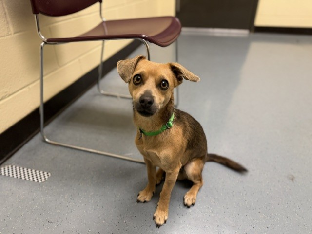 Shelter Stray Male Dog last seen Near BLOCK N ENID CT, DENVER CO 80239, 1241 W Bayaud Ave, Denver, CO 80223, USA