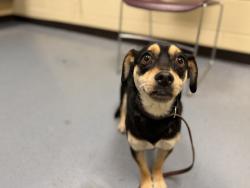 Shelter Stray Male Dog last seen Near BLOCK N ENID CT, DENVER CO 80239, 1241 W Bayaud Ave, Denver, CO 80223, USA