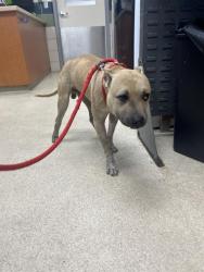 Shelter Stray Male Dog last seen WOODS NEAR ARENA ROAD, 19640 Dogpatch Ln, Land O' Lakes, FL 34638, USA