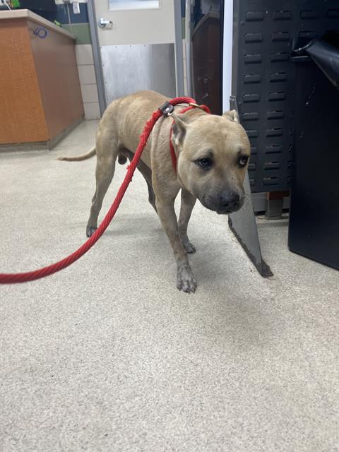 Shelter Stray Male Dog last seen WOODS NEAR ARENA ROAD, 19640 Dogpatch Ln, Land O' Lakes, FL 34638, USA