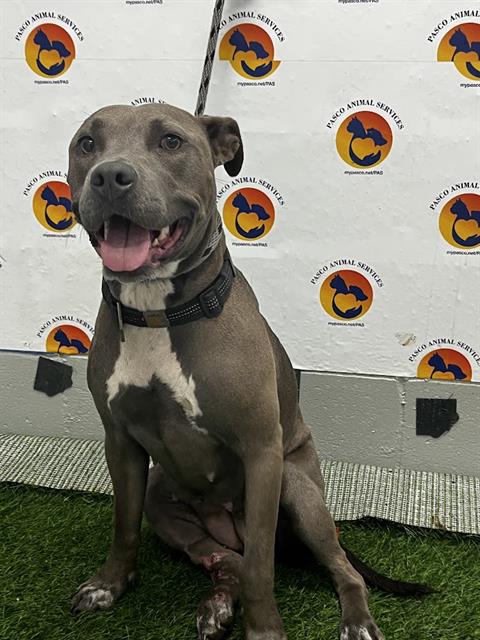 Shelter Stray Female Dog last seen US HWY 301 / 21ST ST, 19640 Dogpatch Ln, Land O' Lakes, FL 34638, USA