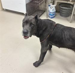 Shelter Stray Female Dog last seen , 232 Eslinger Way, Sanford, FL 32773, USA