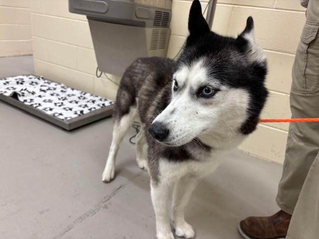 Shelter Stray Female Dog last seen , 232 Eslinger Way, Sanford, FL 32773, USA