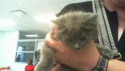 Shelter Stray Female Cat last seen CHARLOTTE, 8315 Byrum Dr, Charlotte, NC 28217, USA