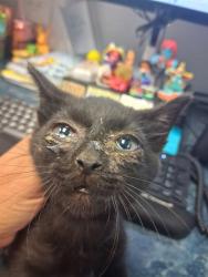 Shelter Stray Male Cat last seen Near BLOCK C STREET, BAKERSFIELD, 201 S Mt Vernon Ave, Bakersfield, CA 93307, USA