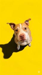 Shelter Stray Female Dog last seen CATHERINE ST, 2020 Forest St, Jacksonville, FL 32204, USA
