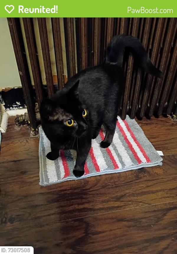 Reunited Female Cat last seen Revere ave, Trenton, NJ 08629