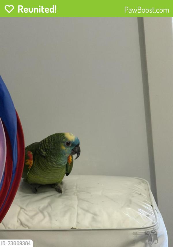 Reunited Unknown Bird last seen Tamworth dr, Rockbank, VIC 3335