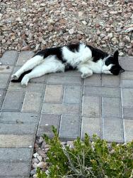 Found/Stray Unknown Cat last seen LVAC Decatur, North Las Vegas, NV 89031