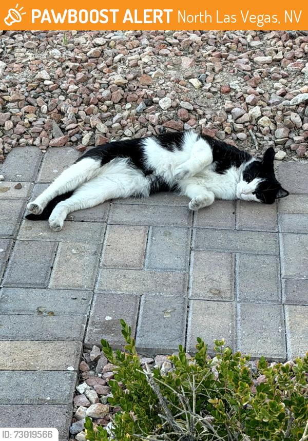 Found/Stray Unknown Cat last seen LVAC Decatur, North Las Vegas, NV 89031